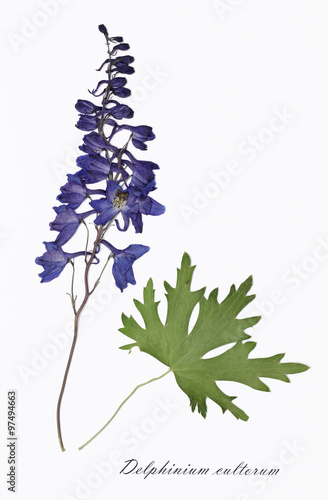 
Picture of dried flowers signed in Latin