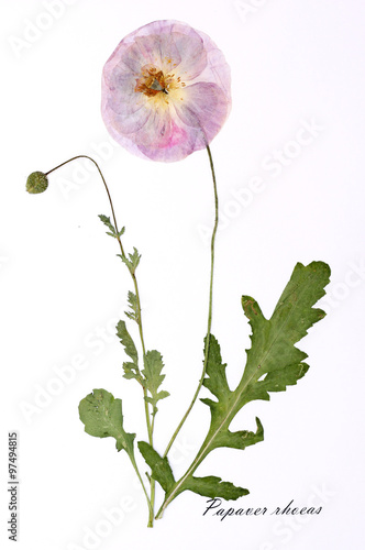 
Picture of dried flowers signed in Latin