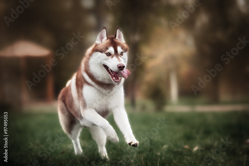 brown siberian husky dog