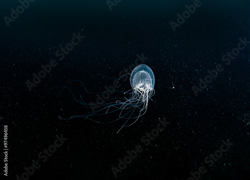 Bulb jellyfish in the dark © kondratuk
