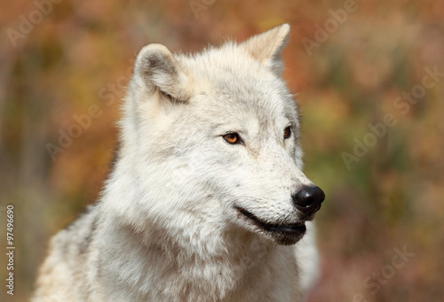 Fototapeta Naklejka Na Ścianę i Meble -  loup blanc