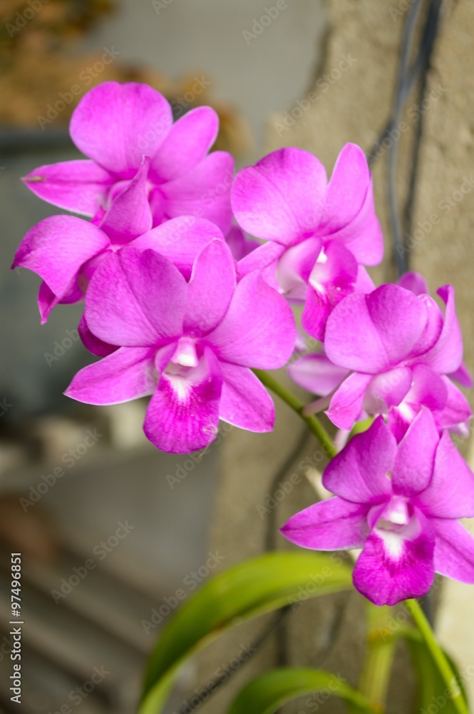  violet orchid flower in garden