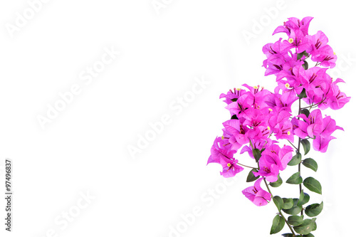 Pink bougainvilleas isolated on white background.
