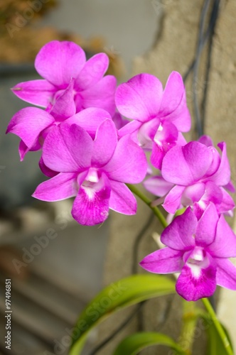  violet orchid flower in garden