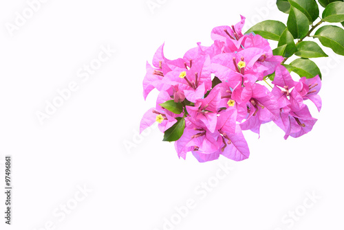 Pink bougainvilleas isolated on white background. 