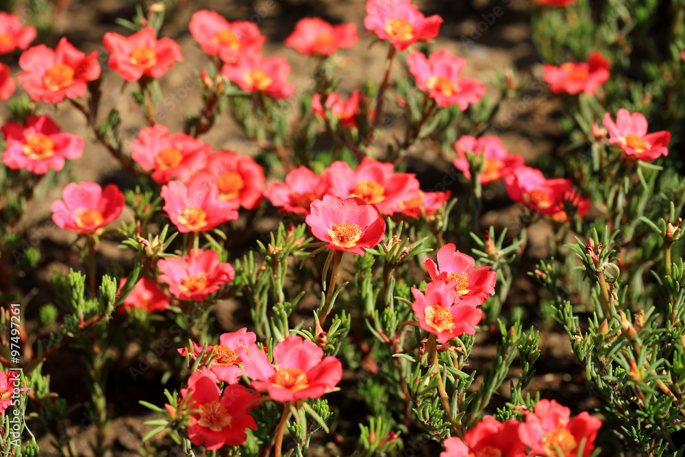 Common purslane flower in the garden