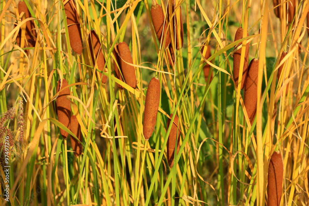 Fototapeta premium reeds background on sunny summer