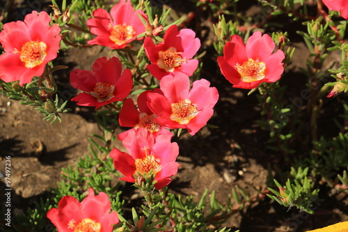 Fototapeta Naklejka Na Ścianę i Meble -  Common purslane flower in the garden