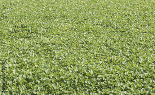 Eichhornia crassipes is commonly known as water hyacinth and It is an aquatic plant photo