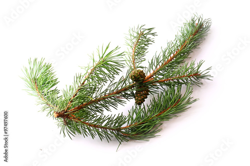 branch of spruce and pine cone on white background