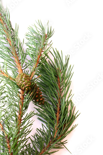 branch of spruce and pine cone on white background