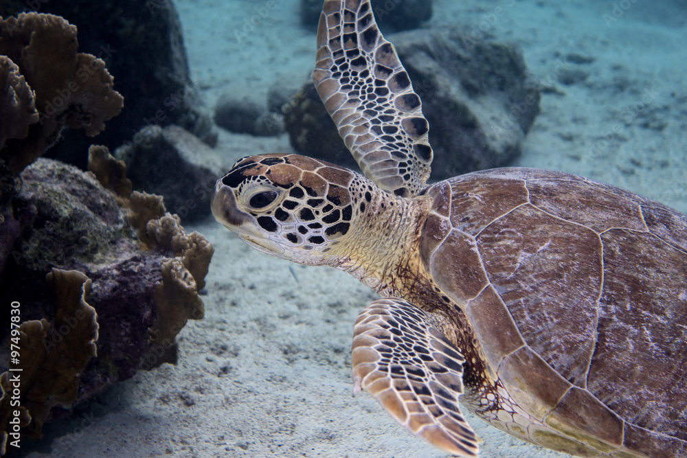 Obraz premium Green sea turtle