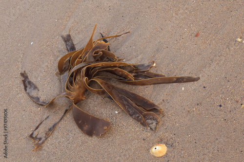 Seaweed washed up on wet sandy breach.