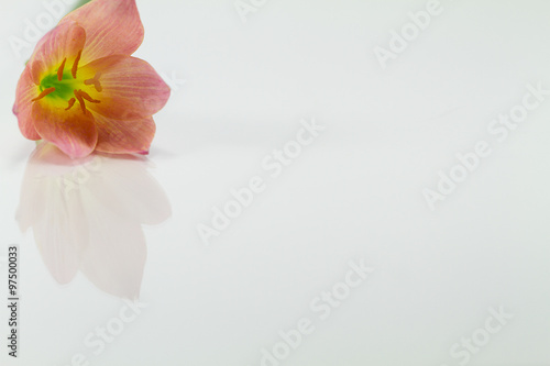Red flower with reflection on white background