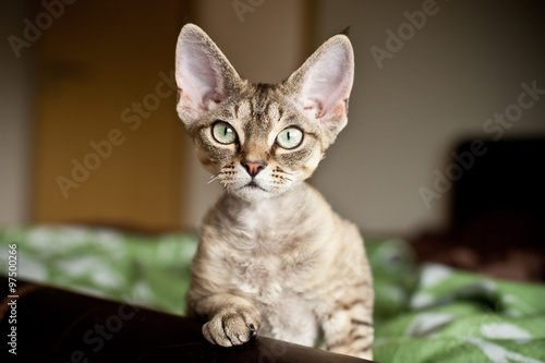 Cuadro en lienzo Curious cute Devon Rex kitten looking directly at camera