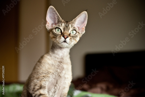 Obraz na płótnie Curious cute devon rex kitten
