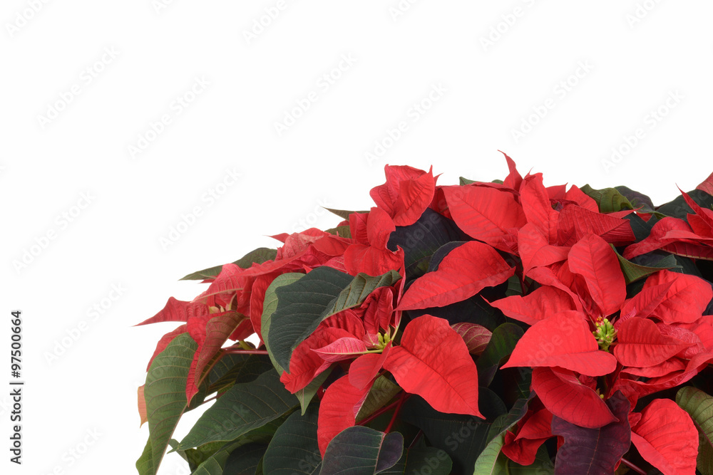 poinsettia plant with copy space