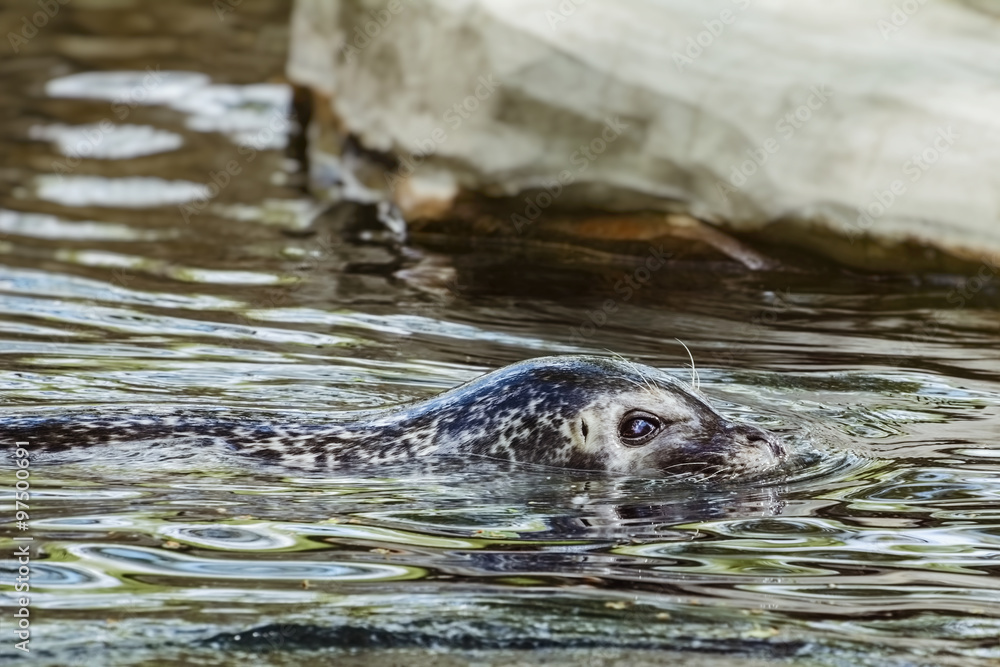 Obraz premium Seal in the Water