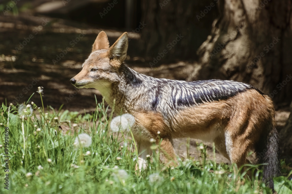 Fototapeta premium Black-backed Jackal