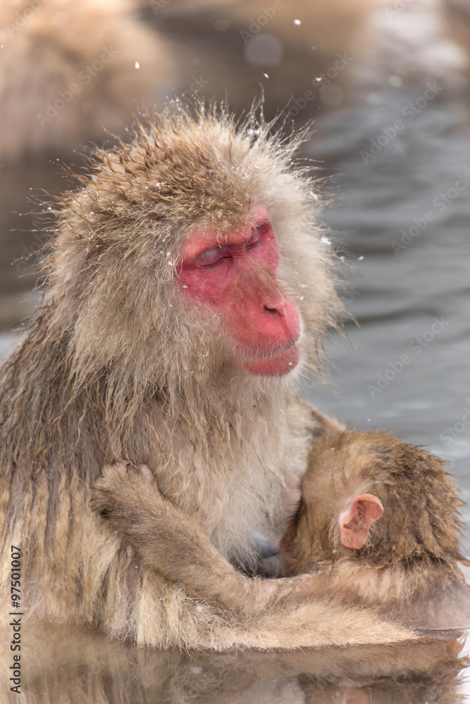 Fototapeta premium ママとあかちゃんのおさるさん Japanese monkey of baby and mother