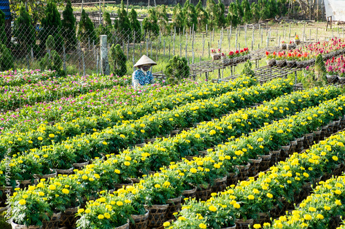 Wallpaper Mural A gardener cares for the flowers in her garden in Sa Dec, Dong Thap, Vietnam. Sadec is place product many flower for Lunar New Year (Tet holiday) Torontodigital.ca