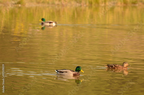 Obraz na plátně Canard colvert (Anas platyrhynchos)