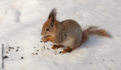 squirrel eats seeds © Maslov Dmitry
