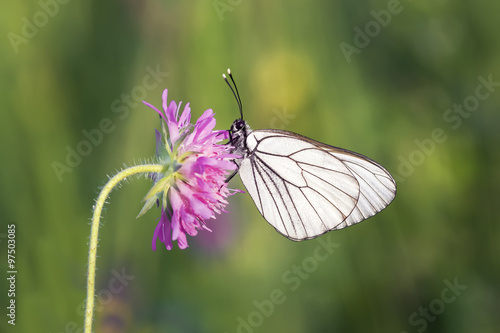 белая бабочка сидит на розовом цветке 