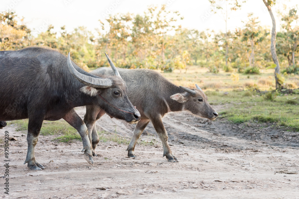 buffalo is going back to the corral buffalo is going back to the corral