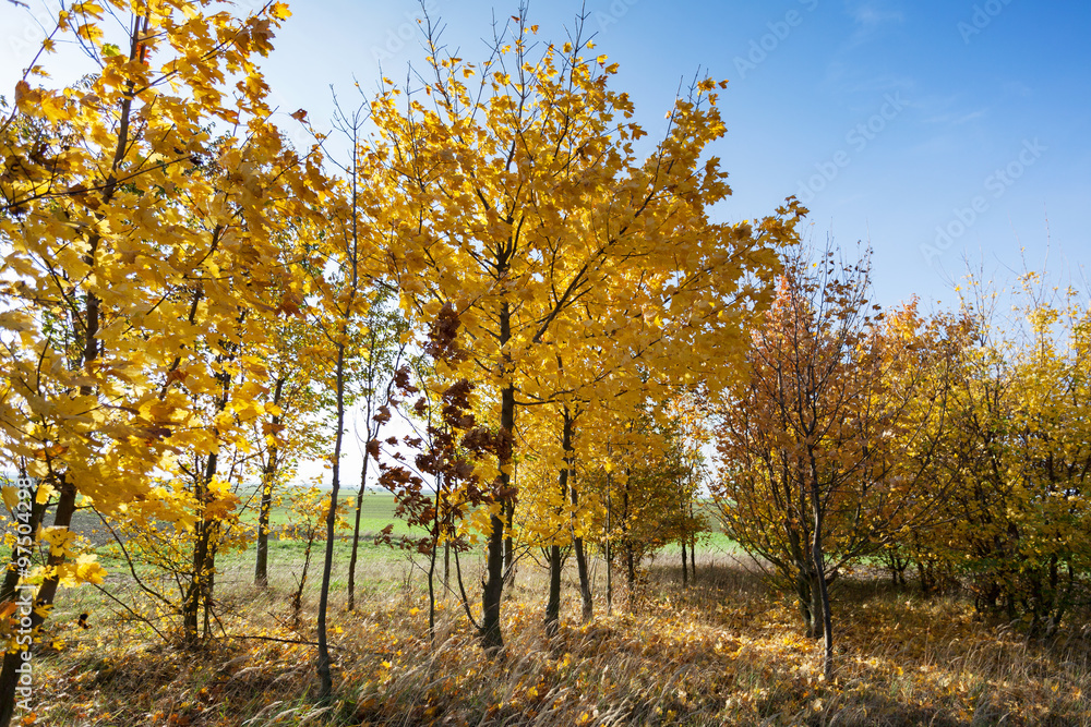 Fototapeta premium Wald im Herbst