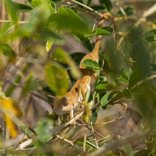 Cute Orange Oustalet's curious Chameleon in Isalo National Park, Madagascar, Africa photo