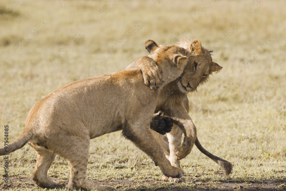 Obraz premium African lion cubs playing