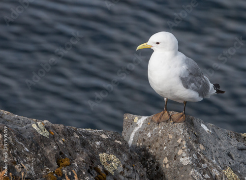 Icelandic Seagull Portrait