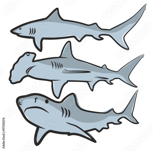 Shark.