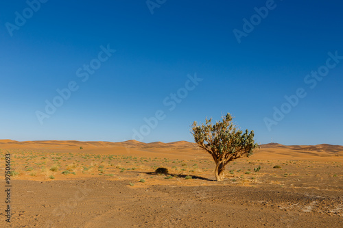tree in the Sahara desert