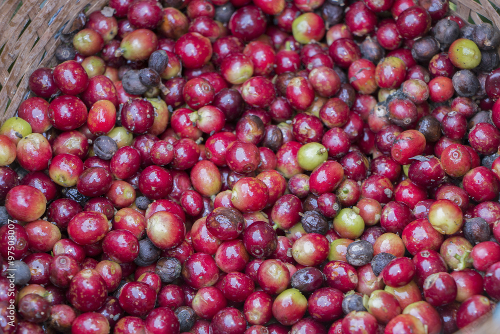 Close up red berriescoffee beans Harvest from tree Close up red berriescoffee beans Harvest from tree