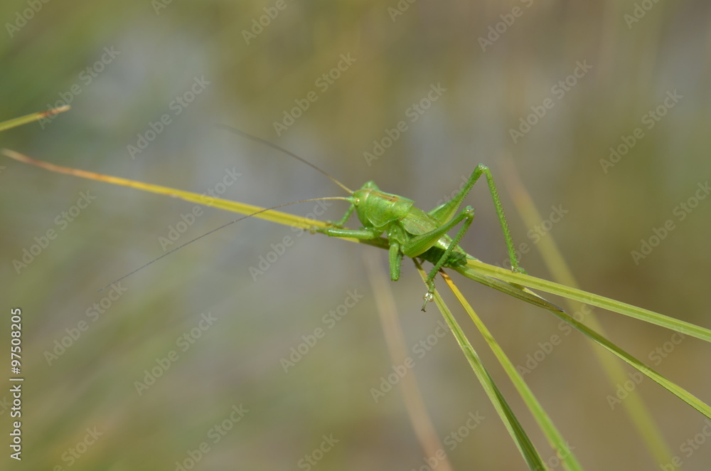 Leptophye ponctuée (Leptophyes punctatissima) Leptophye ponctuée (Leptophyes punctatissima)