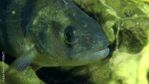 European perch (Perca fluviatilis) standing in the shelter, portrait, front view.
 photo