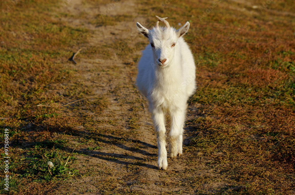 Obraz premium White the goat