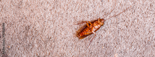 Quadro su tela Cockroach