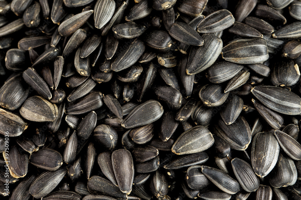 sunflower seeds pile against white background sunflower seeds pile against white background
