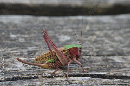 Dectique verrucivore (Decticus verrucivorus) photo