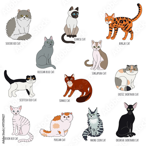 Cat breeds cartoon style vector set. Isolated.