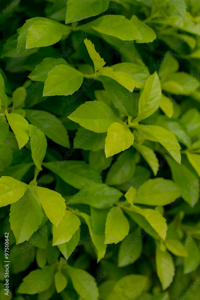 green garden green garden