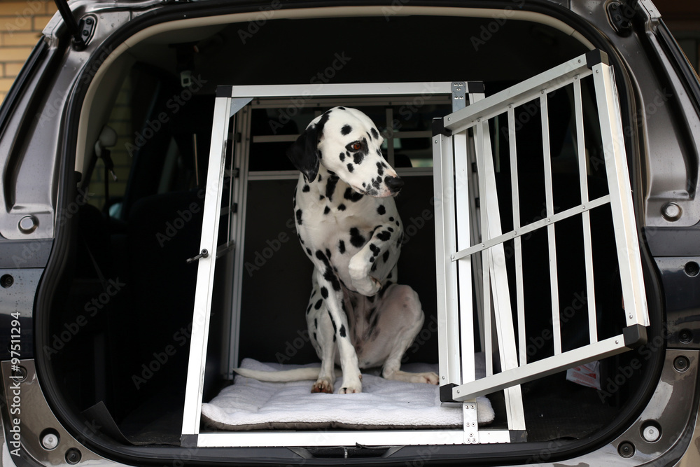 dalmatiner hebt Pfötchen, Hundebox, Auto Stock Photo | Adobe Stock