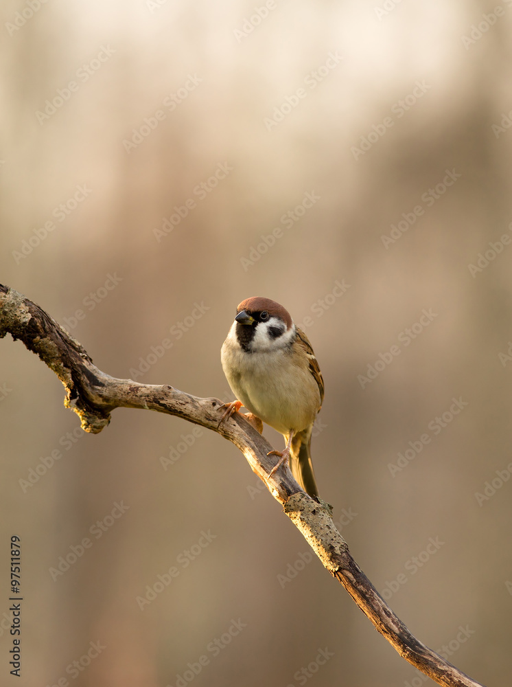 Obraz premium Wróbel (Passer montanus) siedzący na gałęzi w godzinach porannych