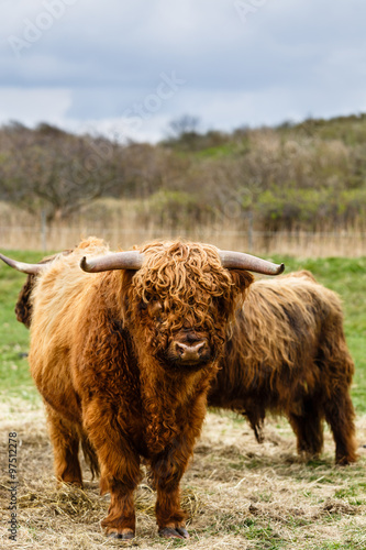 Highland auf einer Weide