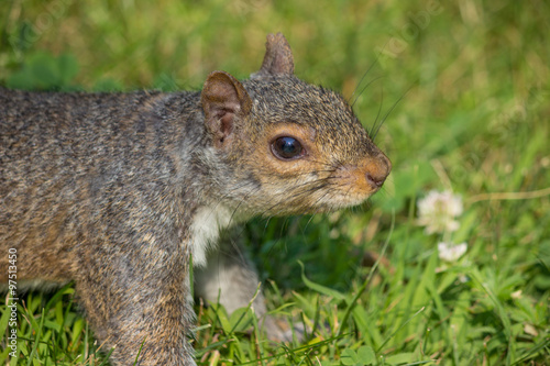 stehendes Grauhörnchen (Sciurus carolinensis) grey squirrel