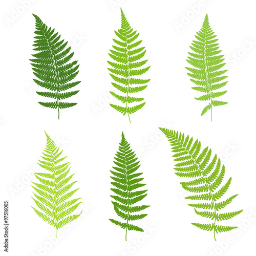 Set of fern frond silhouettes.