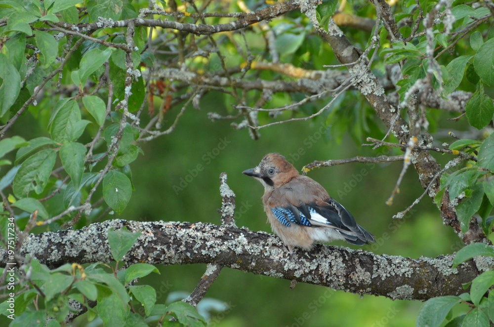 Obraz premium Geai des chênes (Garrulus glandarius) 